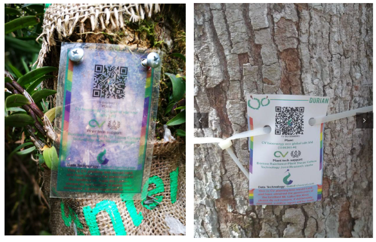 Unique Identity mark for all seedlings and plants we manage