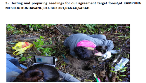 Testing and preparing seedlings for our agreement target forest