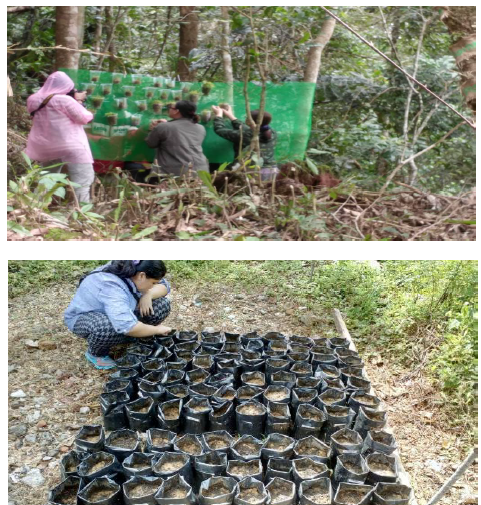 Dendrobium seedlings prepared to be planted on trees